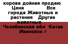 корова дойная продаю › Цена ­ 100 000 - Все города Животные и растения » Другие животные   . Челябинская обл.,Катав-Ивановск г.